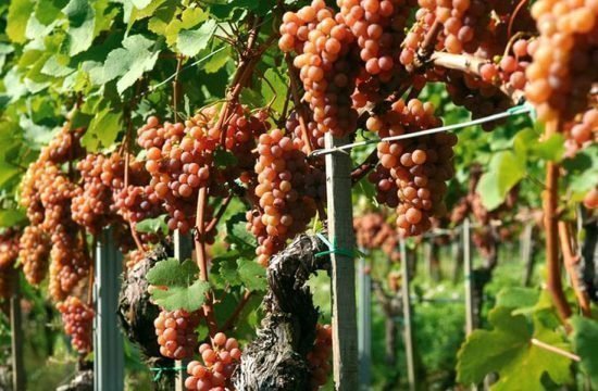 Penegalhof - Caldaro sulla Strada del Vino / Alto Adige