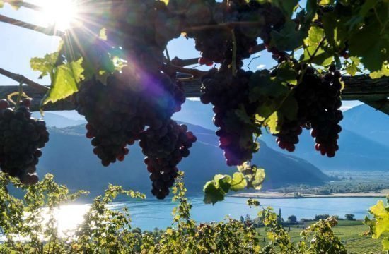 Penegalhof - Caldaro sulla Strada del Vino / Alto Adige