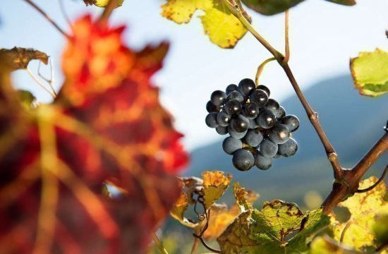 Penegalhof - Caldaro sulla Strada del Vino / Alto Adige